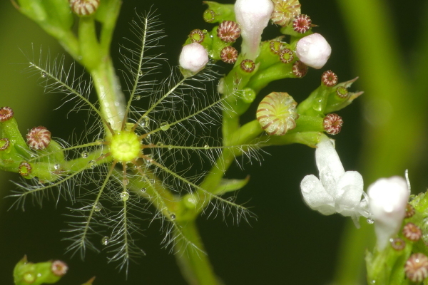 Skaliertes Bild Valerianaceae, Valeriana officinalis, Baldrian, Samen_2021_07_14--10-15-15.jpg 