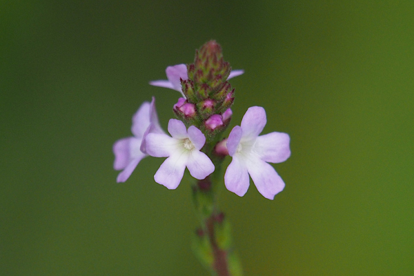 Skaliertes Bild Verbenaceae, Verbena officinalis, Eisenkraut, Blueten_2023_08_02--12-27-31.jpg 