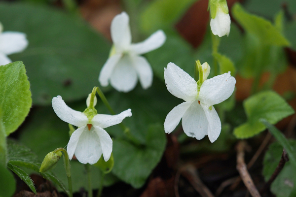 Skaliertes Bild Violaceae, Viola alba, Weisses Veilchen_2024_03_14--09-25-39.jpg 