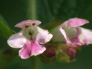 Vorschaubild 2009_05_27--17-00-24.jpg 