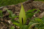 Vorschaubild Araceae, Arum maculatum, Gefleckter Aronstab, Bluete_2021_05_04--09-46-45.jpg 