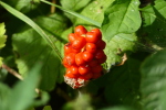 Vorschaubild Araceae, Arum maculatum, Gefleckter Aronstab, Fruechte_2022_07_14--10-01-56.jpg 