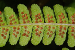 Vorschaubild Aspidiaceae, Dryopteris filix-mas, Wurmfarn, Blattunterseite, Sporen_2023_11_09--10-23-22.jpg 