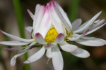 Vorschaubild Asteraceae, Bellis perennis, Massliebchen_2005_01_05--04-27-20.jpg 