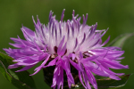 Vorschaubild Asteraceae, Centaurea, Flockenblume, Bluete_2005_06_03--14-29-26.jpg 