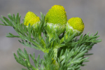 Vorschaubild Asteraceae, Matricaria discoidea, Kamille_2005_06_24--13-54-37.jpg 