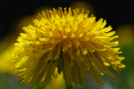 Vorschaubild Asteraceae, Taraxacum, Loewenzahn_2011_04_25--10-16-59.jpg 