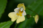 Vorschaubild Balsaminaceae, Impatiens parviflora, Kleines Springkraut_2005_06_18--10-49-59.jpg 