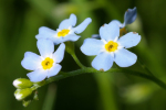 Vorschaubild Boraginaceae, Myosotis sylvatica, Wald-Vergissmeinnicht_2005_05_29--09-19-57.jpg 