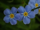 Vorschaubild Boraginaceae, Myyosotis, Vergissmeinnicht, Blueten_2015_05_25--17-23-41.jpg 