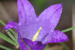 Vorschaubild Campanulaceae, Campanula trachelium, Nesselblaettrige Glockenblume_2005_09_09--11-27-35.jpg 
