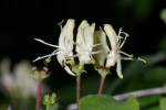 Vorschaubild Caprifoliaceae, Lonicera, Heckenkirsche_2005_05_17--19-28-23.jpg 