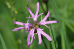 Vorschaubild Caryophyllaceae, Lychnis flos-cuculi, Kuckucks-Lichtnelke_2005_05_28--15-45-43.jpg 