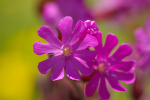 Vorschaubild Caryophyllaceae, Silene dioica, Rote Waldnelke_2005_06_11--13-21-24.jpg 