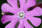 Vorschaubild Caryophyllaceae, Silene dioica, Rote Waldnelke_2007_05_17--08-20-33.jpg 