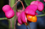 Vorschaubild Celastraceae, Euonymus europaeus, Pfaffenhut, Frucht_2012_10_02--10-57-33.jpg 