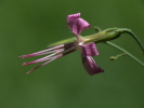 Vorschaubild Cichoriaceae, Prenanthes purpurea, Hasenlattich_2007_08_04--15-32-52.jpg 