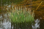 Vorschaubild Cyperaceae, Riedgras mit Blueten_2024_04_07--11-02-51.jpg 