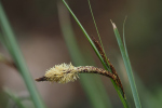 Vorschaubild Cyperaceae, Riedgras, Bluete_2023_04_30--08-43-18.jpg 