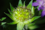 Vorschaubild Dipsacaceae, Knautia arvensis, Skabiose_2010_07_25--11-10-45.jpg 