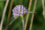 Vorschaubild Dipsacaceae, Knautia, Skabiose, Bluete_2005_07_29--13-45-11.jpg 