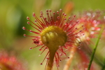 Vorschaubild Droseraceae, Drosera rotundifolia, Rundblaettriger Sonnentau_2015_06_05--10-05-39.jpg 