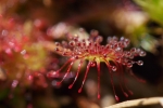 Vorschaubild Droseraceae, Drosera rotundifolia, Rundblaettriger Sonnentau_2015_06_05--10-09-02.jpg 