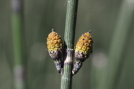 Vorschaubild Equisetaceae, Equisetum hyemale, Winterschachtelhalm, Blueten_2023_03_20--15-38-22.jpg 