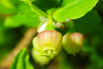 Vorschaubild Ericaceae, Vaccinium myrtillus, Heidelbeere, Bluete_2009_04_27--12-28-09.jpg 