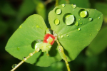 Vorschaubild Euphorbiaceae, Euphorbia, Wolfsmilch, Blueten_2024_04_18--10-05-07.jpg 