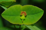 Vorschaubild Euphorbiaceae,_2010_05_19--16-11-25.jpg 