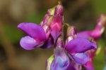 Vorschaubild Fabaceae, Lathyrus vernus, Platterbse_2021_04_30--10-34-27.jpg 