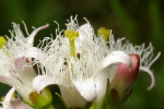 Vorschaubild Gentianaceae, Menyanthes trifoliata, Fieberklee_2007_05_14--09-51-00.jpg 