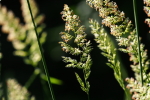 Vorschaubild Grasbluete im Gegenlicht_2021_06_17--08-58-24.jpg 