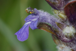 Vorschaubild Lamiaceae, Ajuga reptans, Kriechender Guensel_2005_01_01--02-54-03.jpg 