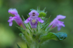 Vorschaubild Lamiaceae, Galeopsis tetrahit, Gemeiner Hohlzahn, Blueten_2023_08_03--08-54-38.jpg 