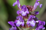 Vorschaubild Lamiaceae, Glechoma hederacea, Gundelrebe_2005_06_18--10-24-24.jpg 