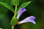 Vorschaubild Lamiaceae, Scutellaria galericulata, Helmkraut_2023_06_30--09-35-26.jpg 