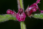 Vorschaubild Lamiceae, Stachys sylvatica, Wald-Ziest_2005_06_18--09-59-57.jpg 