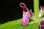 Vorschaubild Lamiceae, Stachys sylvatica, Wald-Ziest_2009_06_08--13-37-31.jpg 