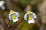 Vorschaubild Lentibulariaceae, Pinguicula alpina, Alpen-Fettkraut_2005_06_11--12-23-13.jpg 
