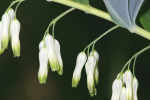 Vorschaubild Liliaceae, Polygonatum multiflorum, vielbluetige Weisswurz_2005_05_28--16-10-23.jpg 