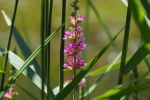 Vorschaubild Lythraceae, Lythrum salicaria, Blutweiderich_2024_07_16--14-00-01.jpg 