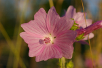 Vorschaubild Malvaceae, Malva, Malven-Bluete_2005_06_20--20-22-47.jpg 