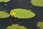 Vorschaubild Nymphaeaceae, Nuphar lutea, Gelbe Teichrose_2005_06_03--14-12-49.jpg 