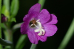 Vorschaubild Onagraceae, Epilobium hirsutum, Weidenroeschen, Bluete_2006_08_26--16-55-20.jpg 