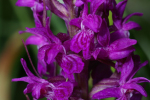 Vorschaubild Orchidaceae, Dactylorhiza majalis, Knabenkraut_2005_05_29--09-58-13.jpg 