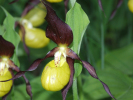 Vorschaubild Orchidaceae, Frauenschuh_2009_06_13--15-37-58.jpg 