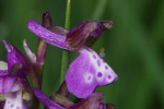 Vorschaubild Orchidaceae,_2007_05_17--09-23-24.jpg 