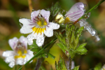 Vorschaubild Orobanchaceae, Euphrasia rostkoviana, Augentrost_2005_09_03--11-17-23.jpg 